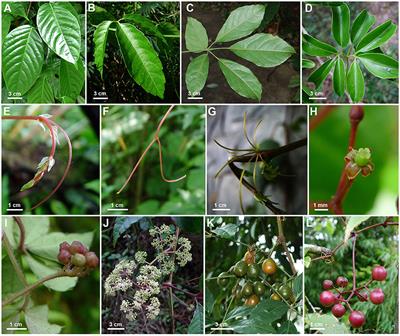 Robust Phylogeny of Tetrastigma (Vitaceae) Based on Ten Plastid DNA Regions: Implications for Infrageneric Classification and Seed Character Evolution